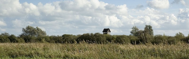 Rolling green hills with reeds; blue sky; trees; clouds; a short, squat cottage