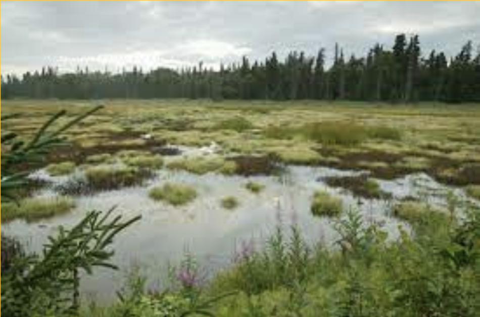 A photo from New Hampshire PBS depicts a pool of water fading into marshy lands that fade into trees in the background and a cloudy sky. This is an example of a fen.