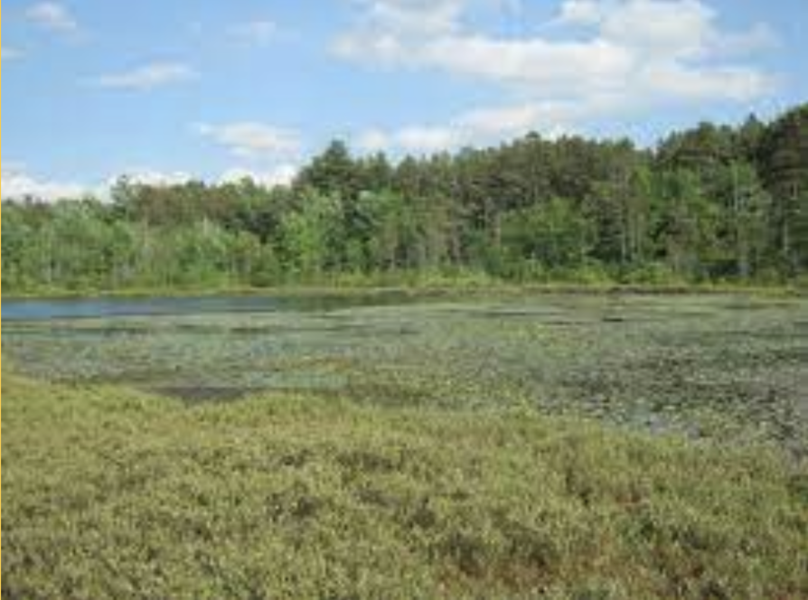A photo from US Forest Preserve depicts another pool of water fading into greener marshy lands with trees in the distance and a blue sky. This is another example of a fen.