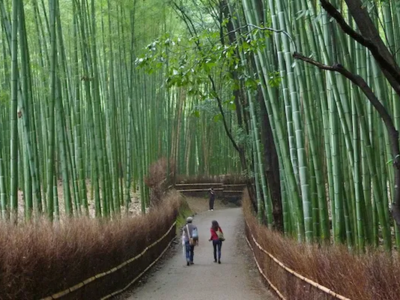 A grove of bamboo with a path down the middle. There are two people walking down the path with their backs turned to the camera.