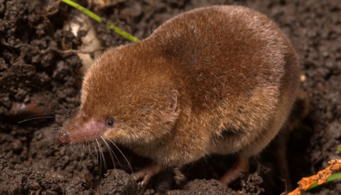 A small mammal with golden brown fur, small black eyes, a pointed nose, and whiskers.